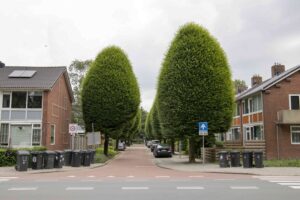 Beukenlaan Beukenbomen Selwerd Groningen