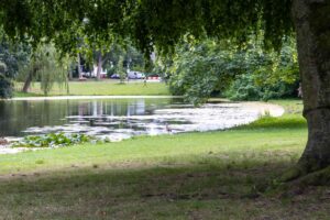 Noorderplantsoen Vogel Groningen