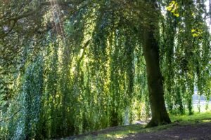 Noorderplantsoen Boom Groningen