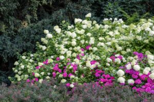 Hortensia Noorderplantsoen Groningen