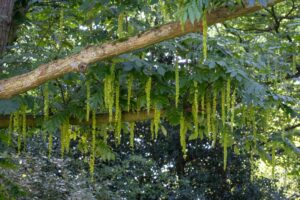 Kaukasische vleugelnoot Noorderplantsoen